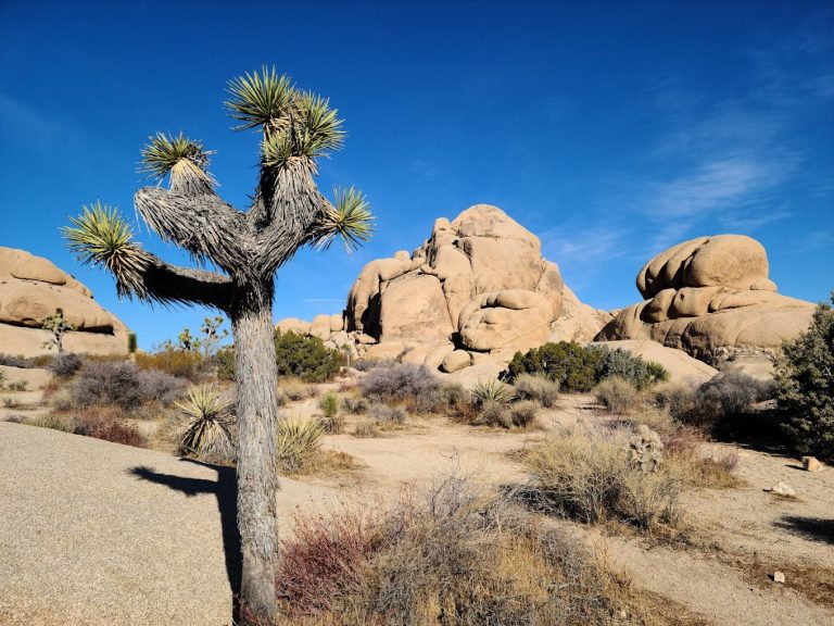 Np Tree Joshua Tree National Park - Palm Trees and Floaties