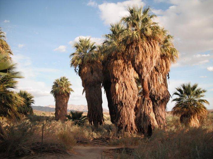 Fan palms in Andreas Canyon at the Indian Canyons near Palm Springs