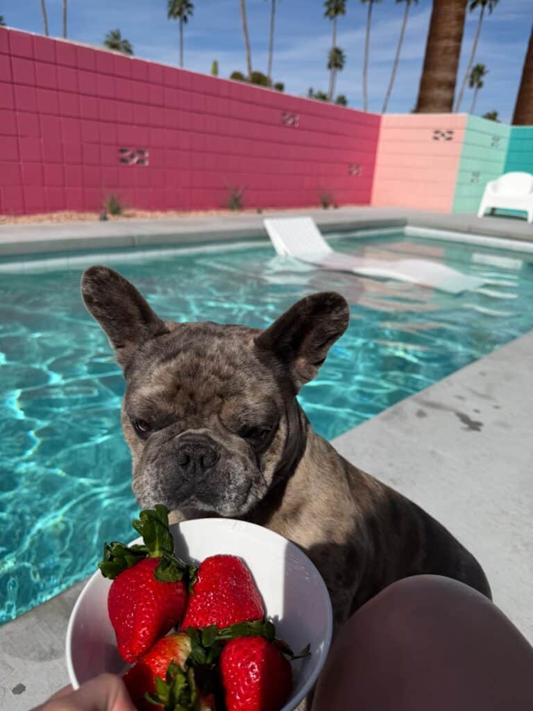 French bulldog eyeing a bowl of strawberries by the pool in Palm Desert