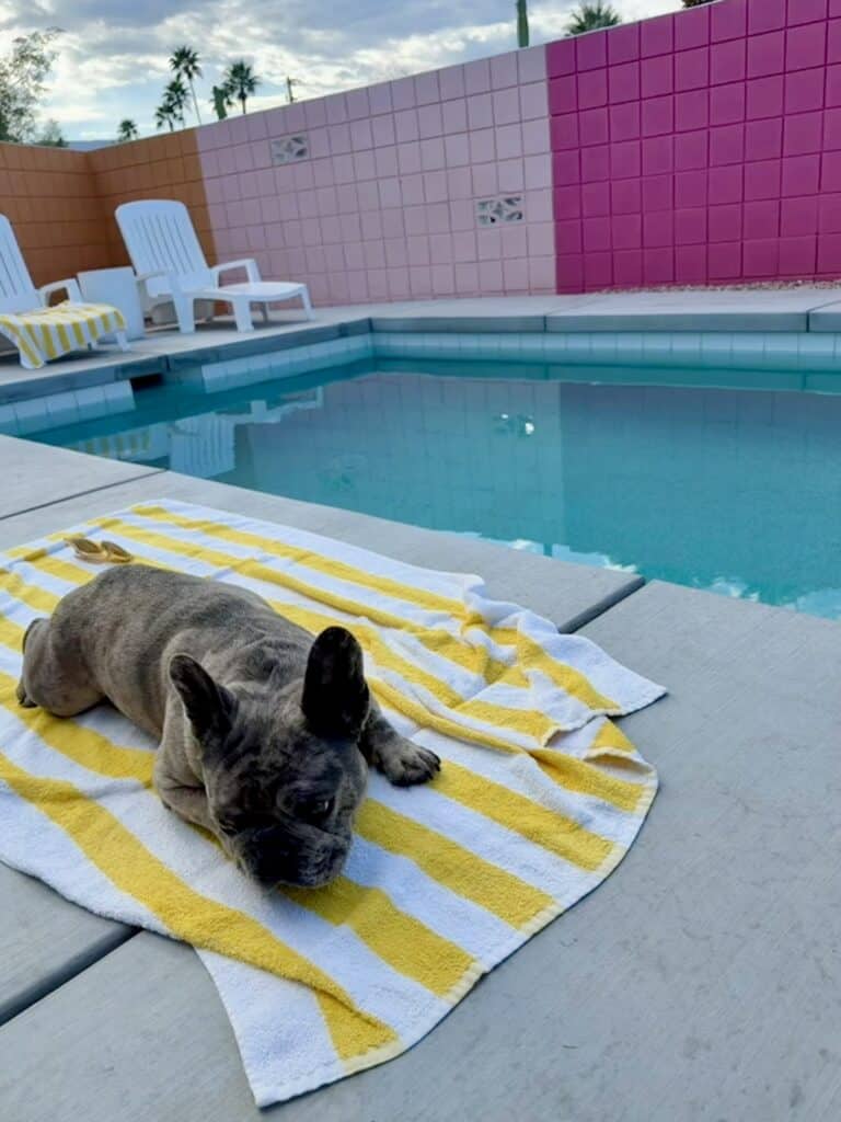 French bulldog napping on a yellow striped towel by the pool