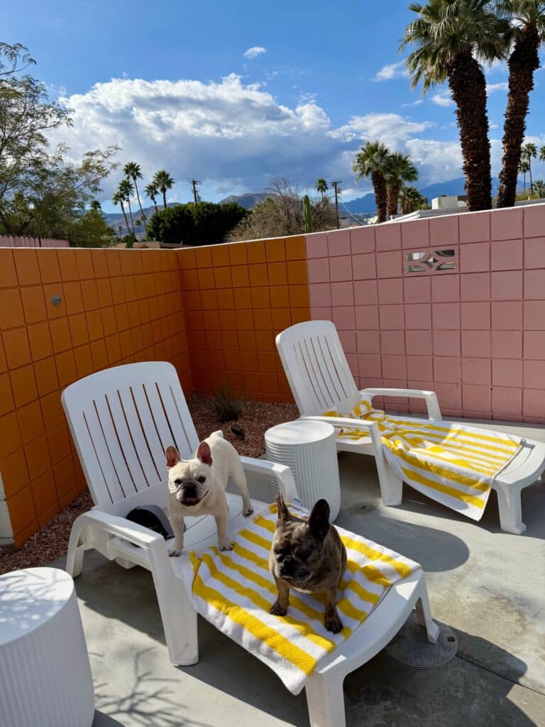Two French bulldogs on pool loungers in front of orange and pink block walls