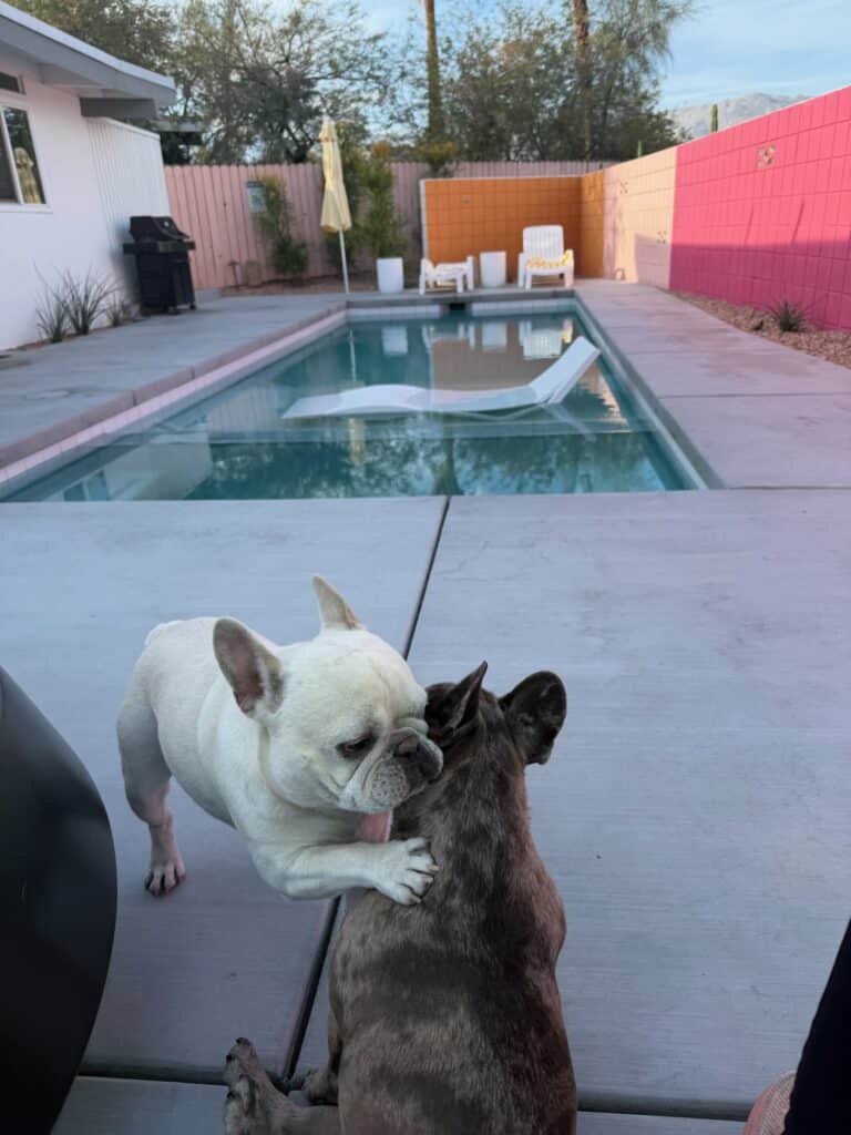 Two French bulldogs hugging by the pool at our dog friendly Palm Desert rental