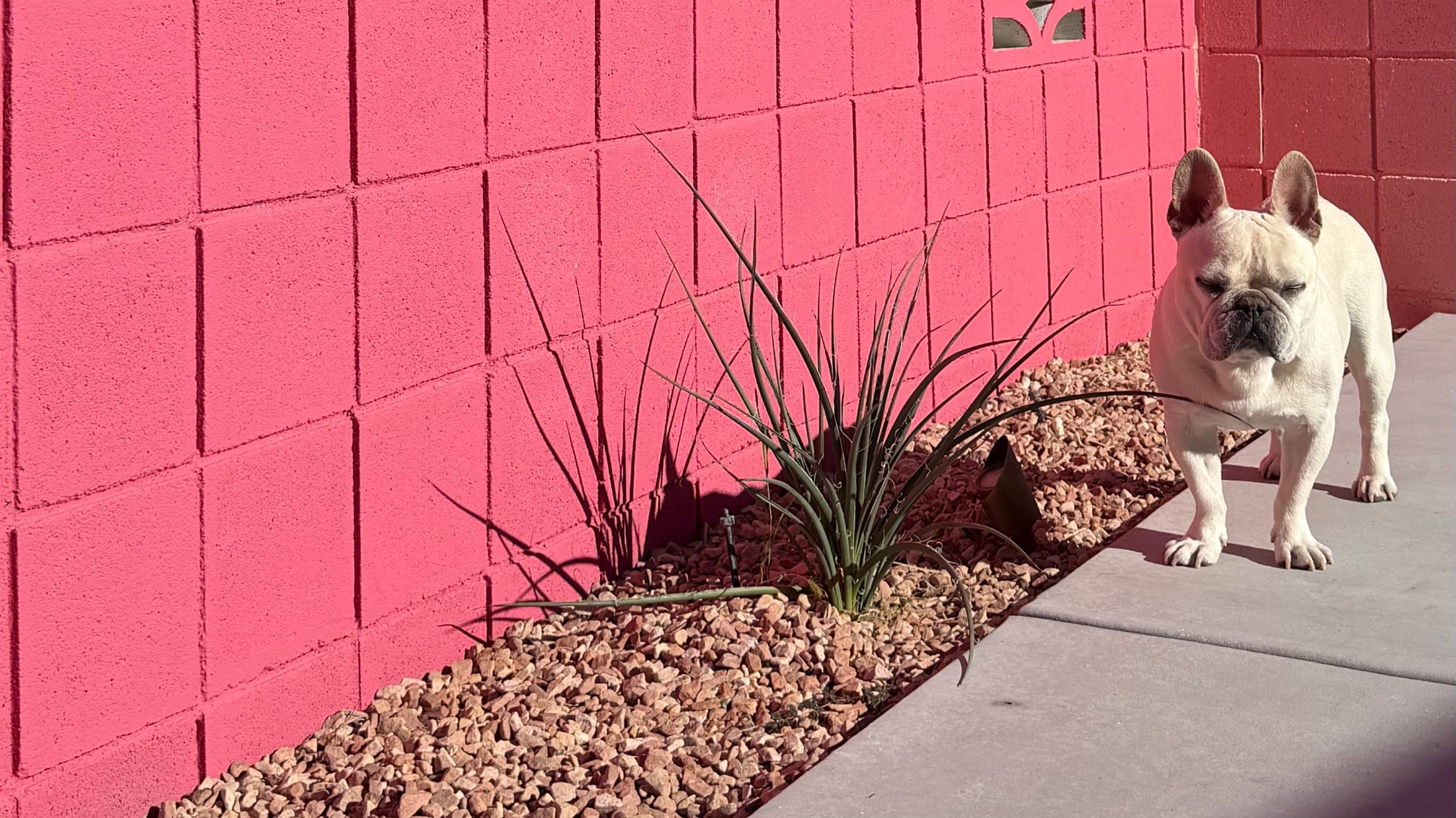 White French bulldog standing by a pink midcentury block wall at our dog friendly Palm Desert rental