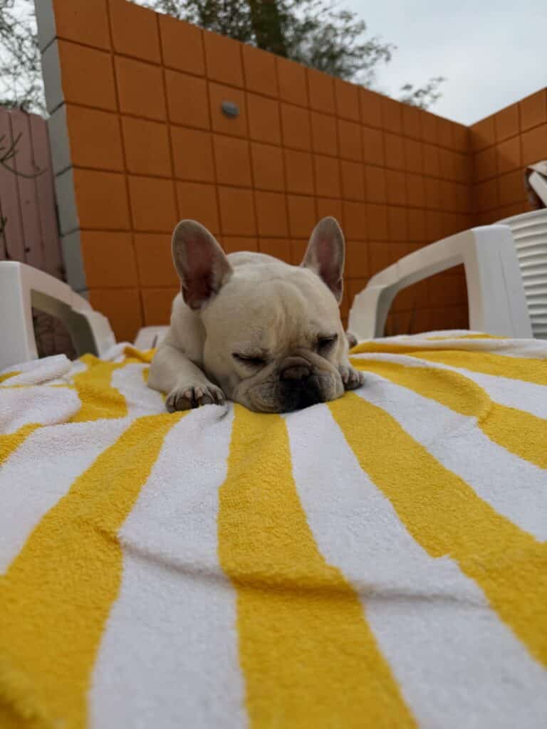 White French bulldog napping on a yellow striped towel on a pool lounger in front of an orange block wall